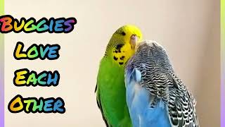 How To Know Budgie Love Each Other