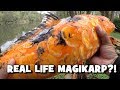 Real life magikarp sight fishing for koi delaware county pa