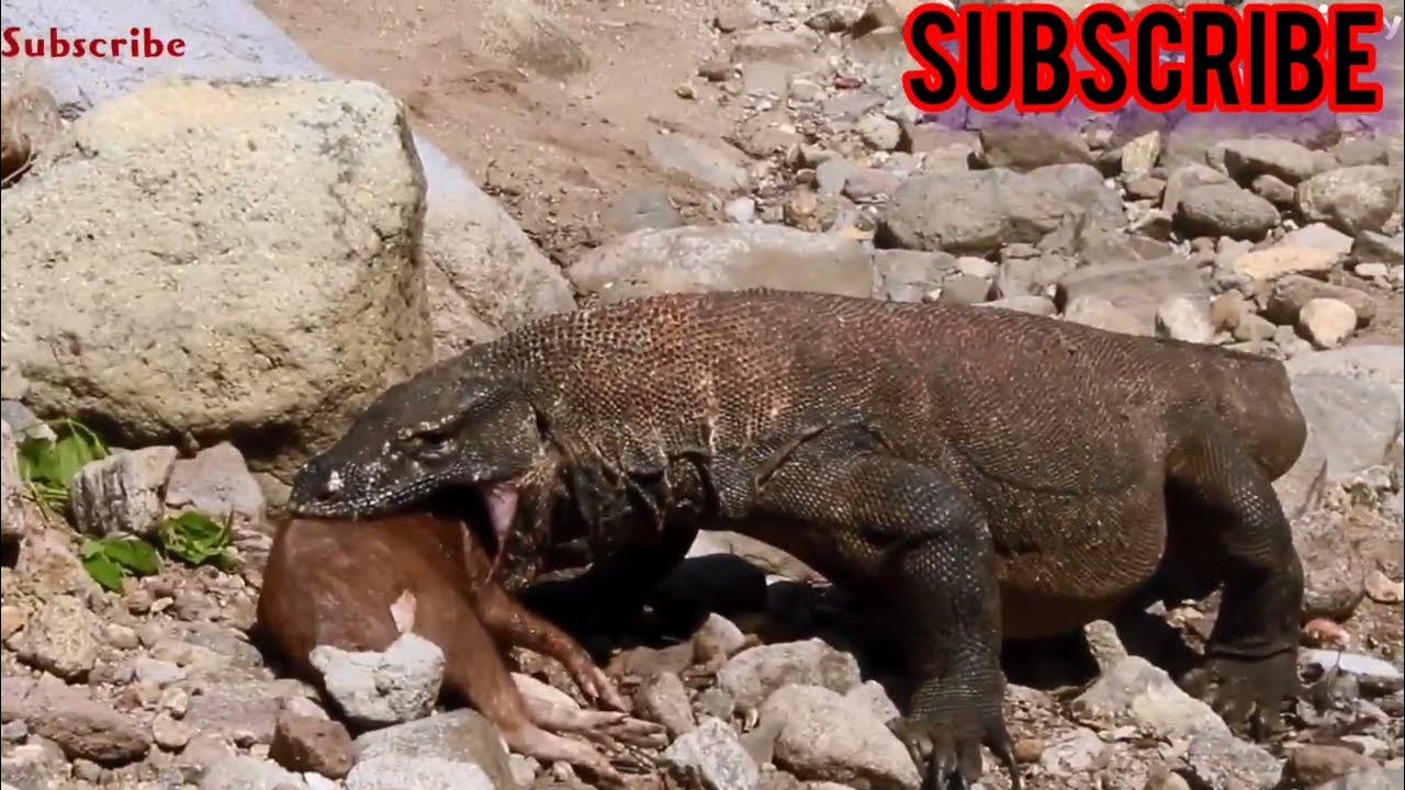 Brutal,!! 😱Komodo pounce on piglets in dry river pig that was eaten by