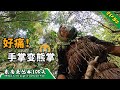 EP82 手掌变熊掌，采集药材与野菜丨挑战丛林生存100天 DAY62