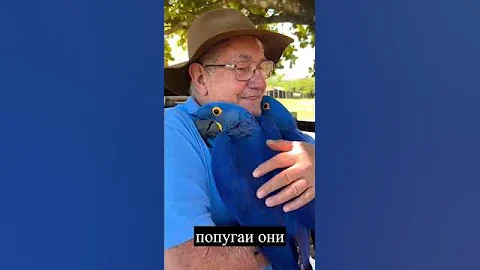 Гиацинтовый ара очень дружелюбный попугай!💙 #Shorts