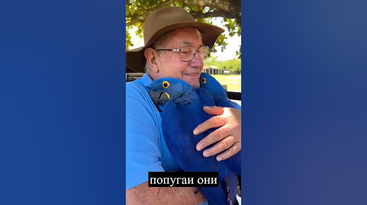 Гиацинтовый ара очень дружелюбный попугай!💙 #Shorts