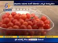 World’s smallest and sweetest Tomatoes grown by Israel heading for a supermarket near you