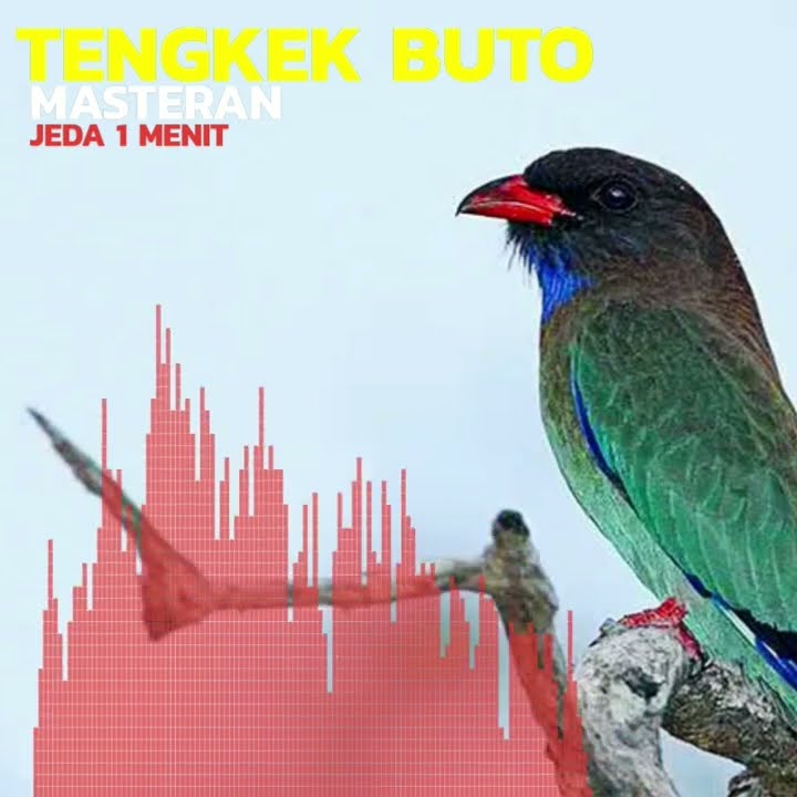 MASTERAN MURAI BATU Tengkek Buto Berjeda 1 menit , Mau masteran Full klik Channel 😃 #kicaumania
