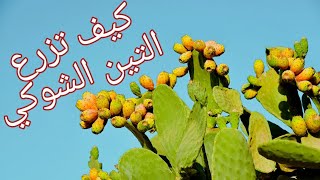 كيف تزرع الصبر او التين الشوكي