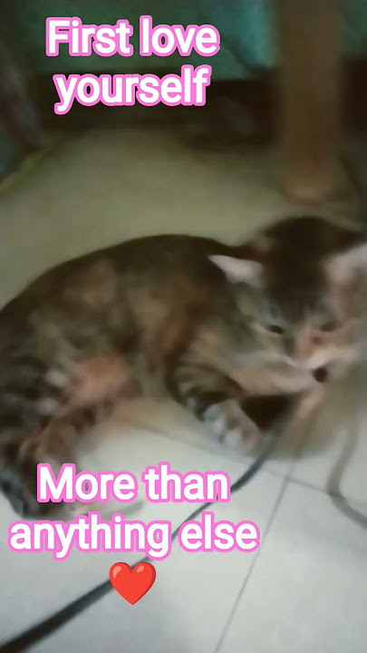 Riri Cat ❤️ thinking seriously under the table shortvideo