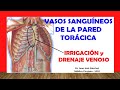 VASOS SANGUÍNEOS DE LA PARED TORÁCICA, (Arterias y Venas), Fácil, Rápido y Sencillo.
