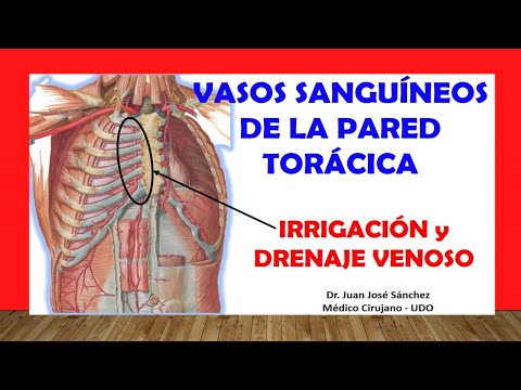 🥇 VASOS SANGUÍNEOS DE LA PARED TORÁCICA, (Arterias y Venas), Fácil, Rápido y Sencillo.