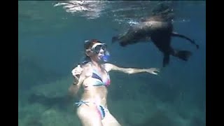 Woman Snorkeling With Sea Lions