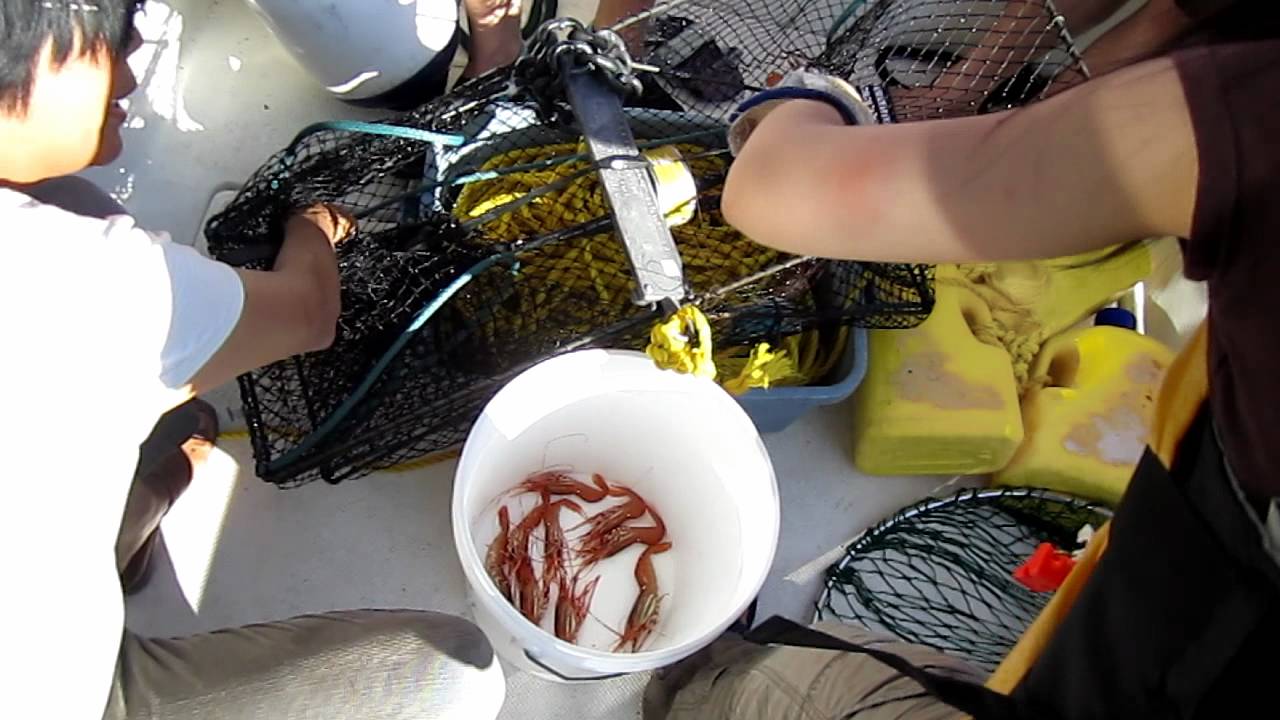 Pulling prawns from the trap YouTube