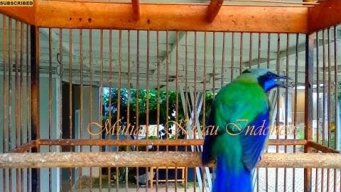 Masteran Cucak Cungkok Istimewa ~Isian Kasaran Tajam Rapat ~Tembakan Istimewa Masteran Burung Lomba