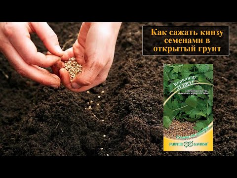 Как сажать кинзу семенами в открытом грунте