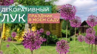 Декоративный лук: неприхотливое украшение всего сада. Он же Аллиум. Выращивание, посадка, уход.