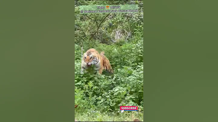 Close Encounter with Tiger🐯 in Jim Corbett National Park | Tiger Attack #shorts #tiger #jimcorbett
