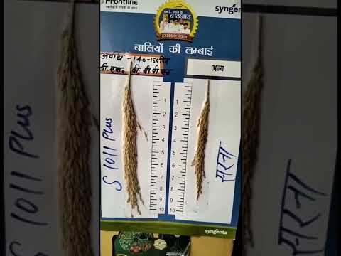 Syngenta paddy seed