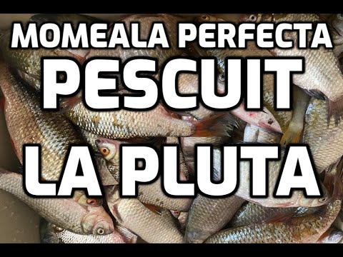 Video: Cum Să Prinzi Momeala Vie