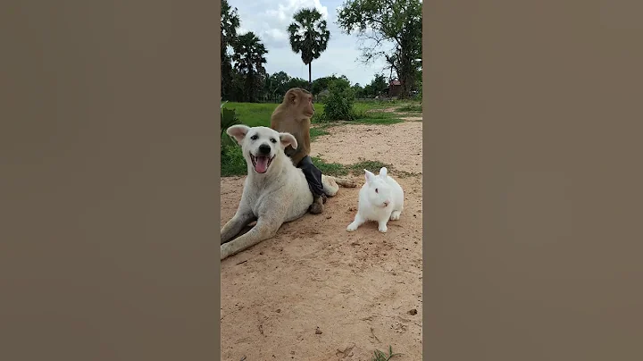 Poor Rabbit Can't Rid On OG Now As SokYaa #shorts