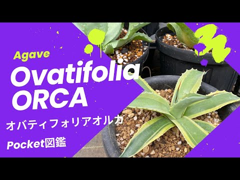 COVA AMIGO_Plants channel - YouTube