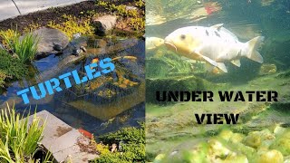 😁TURTLE'S TURTLE'S TURTLE'S 😁#pigandfriends #turtle #viral by PIG AND FRIENDS  74 views 1 month ago 3 minutes, 15 seconds