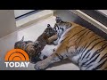Toledo zoo welcomes twin tiger cubs and you can help name them!