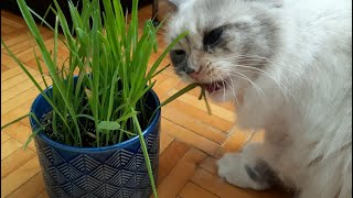 Cat eating cat grass | Indoor cat gets her vitamins |  4K