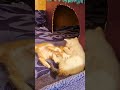 Round 1: 😹 Tiny claws, big drama 🐾🔥 #CuteCats #Kittens #FunnyPets #CatFight #Shorts #fight