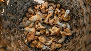 Beginner’s Guide to Mushroom Foraging in Oregon