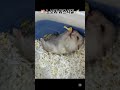 🐹에겐햄 노보리 리즈시절🍼 (24년 12월~25년 5월) #햄스터 #리즈시절 #추천