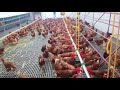 Didim'de MODERN Gezen tavuk yumurta çiftliği.🐔IDEAL CHICKEN farm should be how