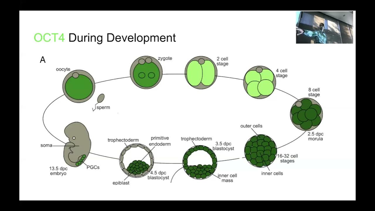 Reprogramming for Rejuvenation Mechanisms and Pathways