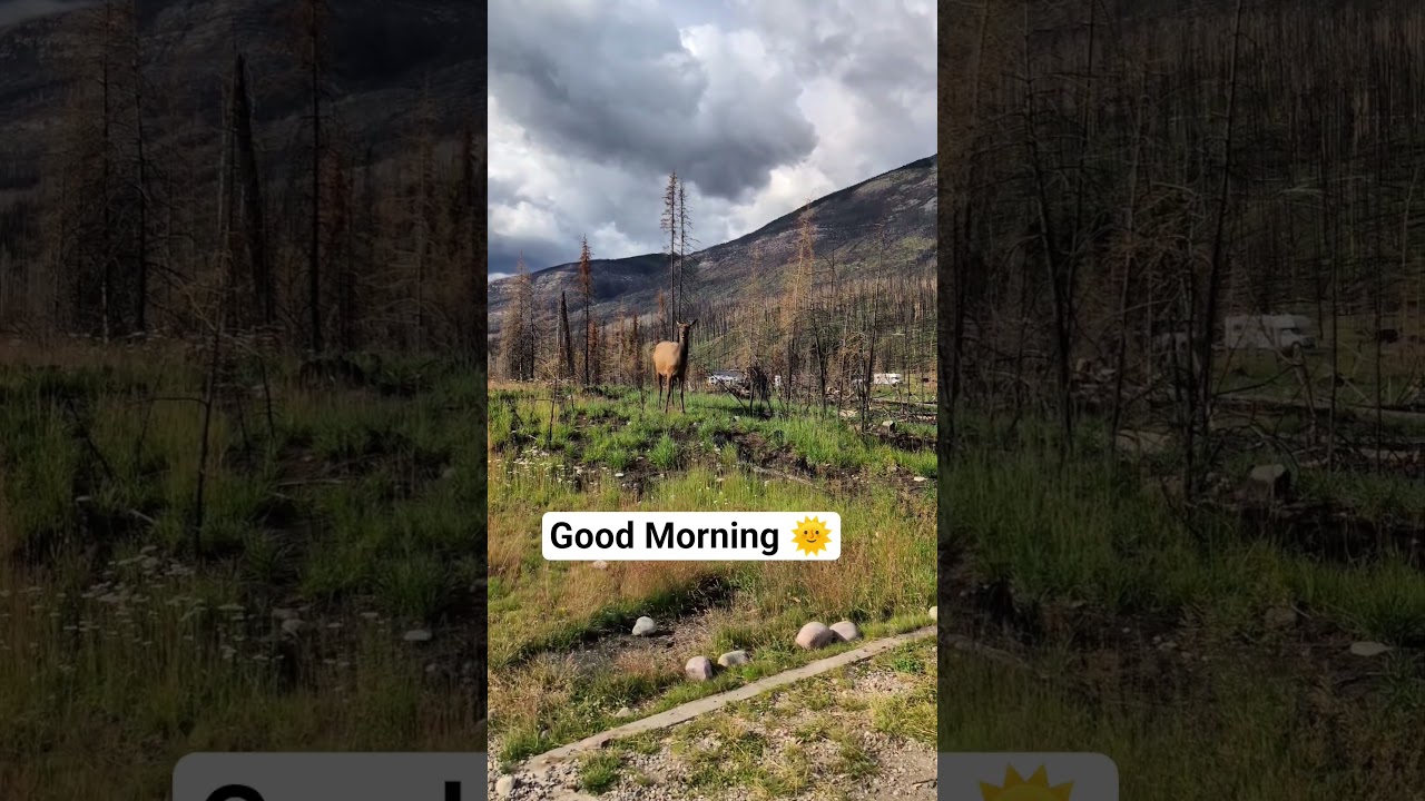 Typical morning when camping in Whistler Campground Jasper 