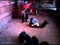 Skunks and Cats at the barn.