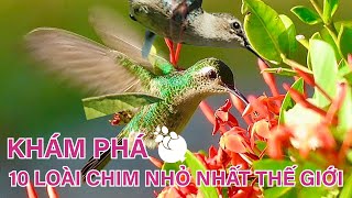 Khám Phá Về10 Loài Chim Nhỏ Nhất Hành Tinh | Sách đỏ Việt Nam | Chim ruồi ong