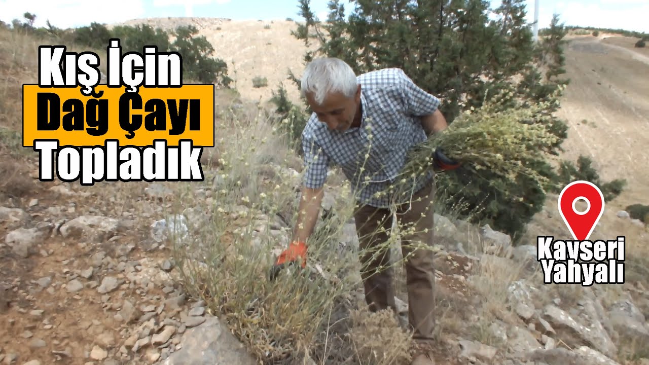 Dağ Çayı Topladık