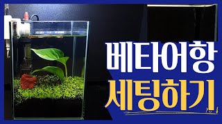 베타어항/수초어항/수초를 이용한 베타어항 꾸미기