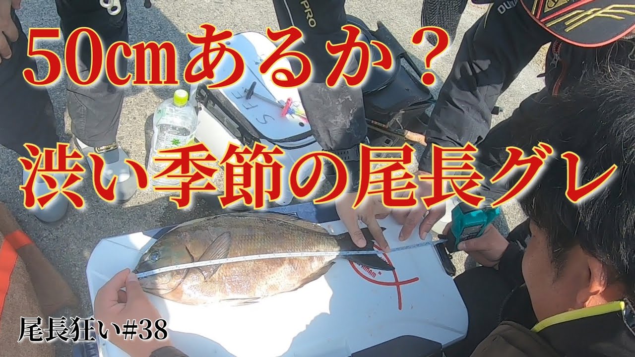 宇崎日新ZEROSUM X4継承玉の柄】50㎝あるか？渋い季節の尾長グレ - YouTube
