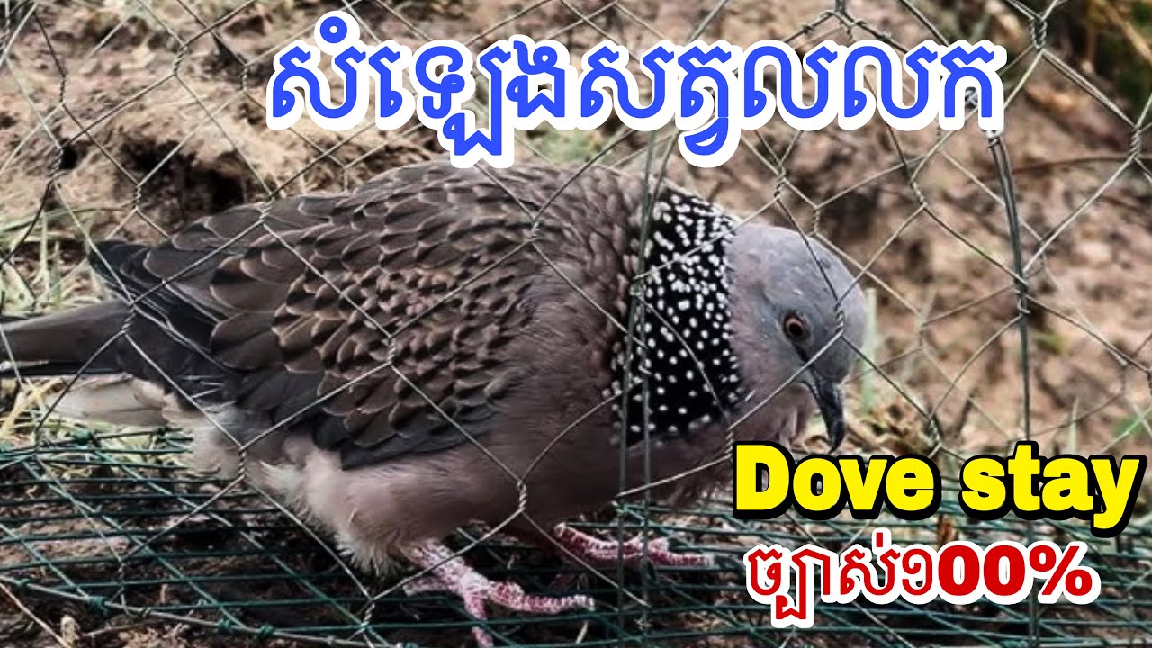 សំឡេងលលក ច្បាស់១០០% Dove stay Good clear
