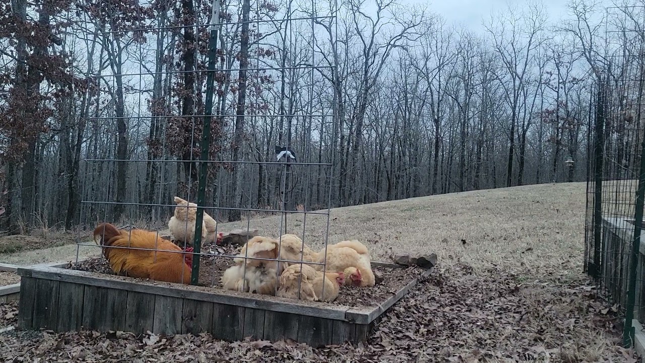 Dust bathing and chicken porn