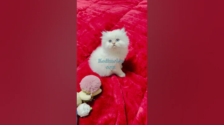 Video 4287421: british longhair kitten, british longhair silver, funny british longhair, longhair boy