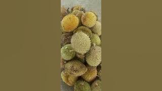 jualan borong durian batu 7..kuching