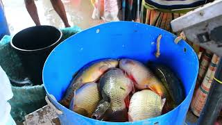 Fishing Video in Bazar | Amazing Fishing Video in The Village Bazar | New Video | Fresh Fishing TV