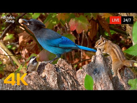 🔴 24/7 LIVE: Cat TV for Cats to Watch 😺 Beautiful Birds n Squirrels in Fall 🐿️ Cat Games