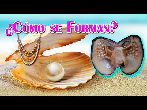 Video: ¿Qué es la concha de perla?