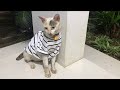 Rescue A Cat From Terrible Condition. Episode 7. Update Of Joshua