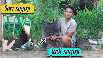 JAHE MERAH || Memperbanyak tunas jahe merah part 2