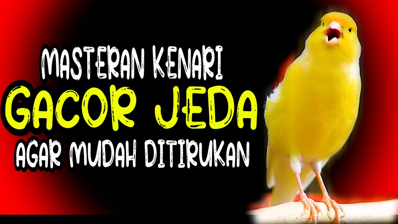 MASTERAN KENARI GACOR JEDA AGAR MUDAH DITIRUKAN UNTUK KENARI MUDA BELAJAR BUNYI