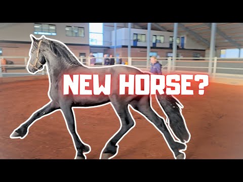 New Horse? |