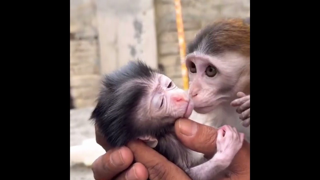 Вили и Вини активно взаимодействуют друг с другом, Робин и Лаура начинают плавать в бассейне #при...
