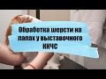 Груминг лап выставочного кавалер кинг чарльз спаниеля.