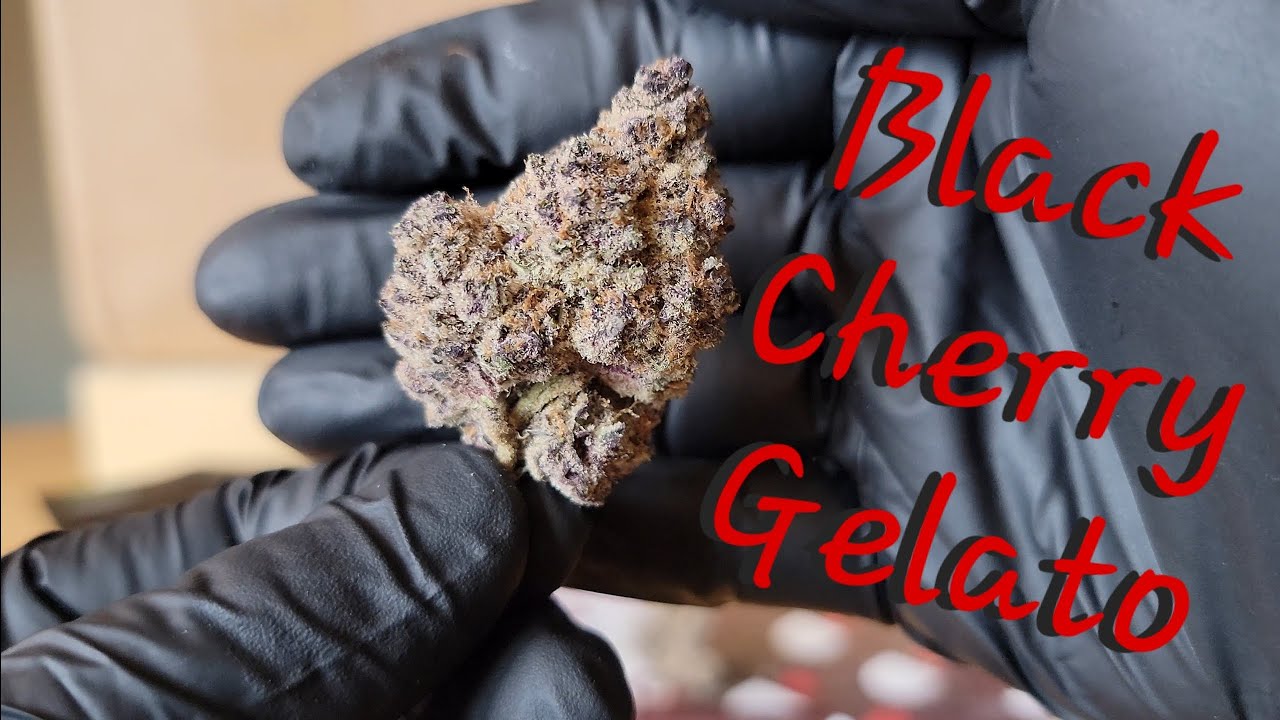 Black Cherry Gelato - California Gold Farm - THCa Flower Review